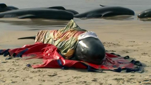 Encuentran 230 ballenas varadas en Australia, la mitad muertas