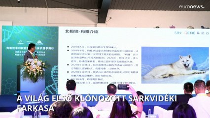 Cseperedik a világ első klónozott sarkvidéki farkasa