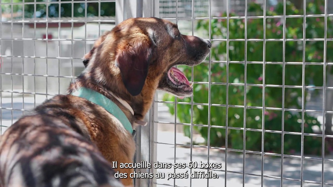Au refuge de Toulon, on soigne les chiens mais aussi l'adoption