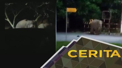 Cerita Sebalik Berita: Habitat Terancam | Gajah ceroboh taman perumahan, cari makanan