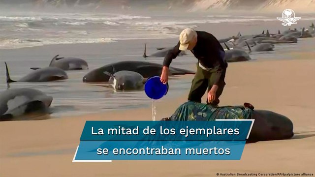 Encuentran a 230 ballenas varadas en Australia
