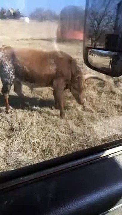 What happened to this cow?