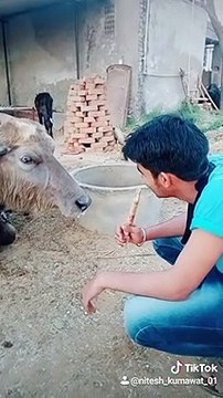 comedy with buffalo tik tok tik tok viral videos 2020 tik tok comedy videos