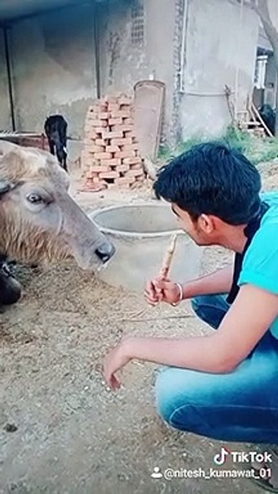 comedy with buffalo tik tok tik tok viral videos 2020 tik tok comedy videos