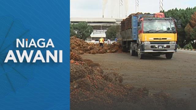 Komoditi | MPOB: Stok minyak sawit mentah meningkat 2.79%