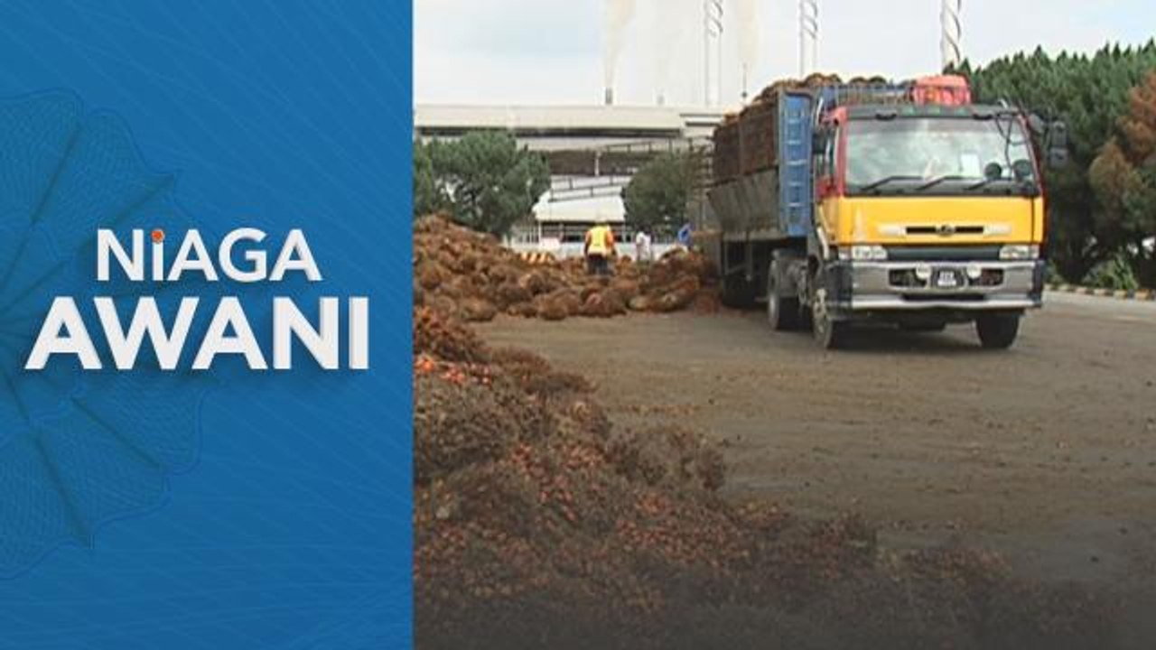 Komoditi | MPOB: Stok minyak sawit mentah meningkat 2.79%