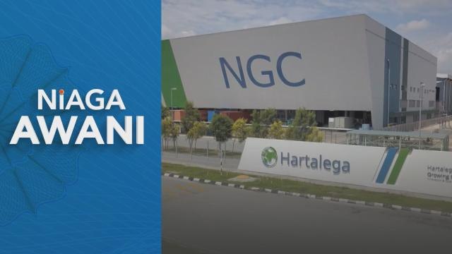 Korporat | Penganalisis turunkan harga sasaran Hartalega
