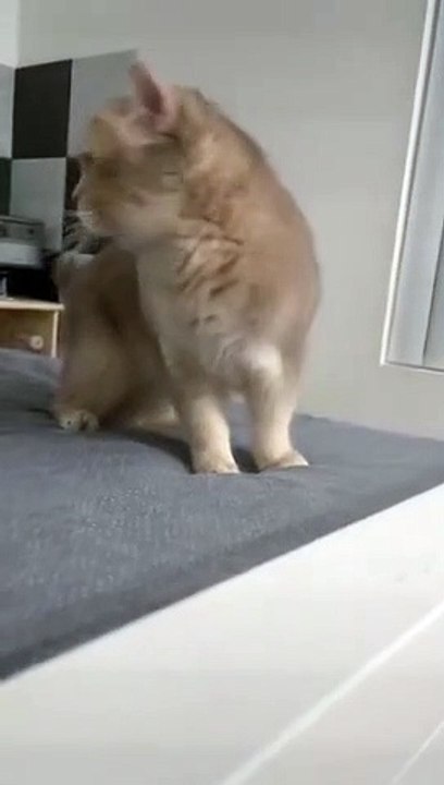 cute cat | cute kitten