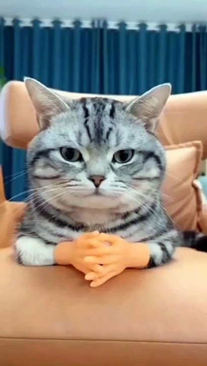 Funny cat