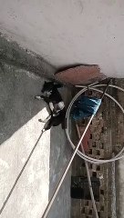 Dog reaction  #short #short #dog #funny