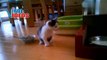 Adorable Kittens Meowing 2022 Videos Compilation