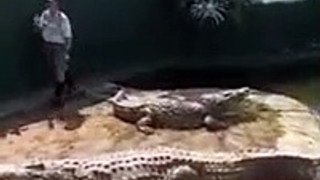 Tratador senta-se sobre um enorme crocodilo... o que podia dar errado?