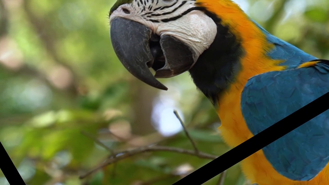 AMAZING COLOUR FULL  BIRDS PARROT.