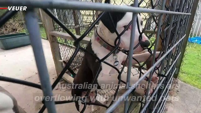 Australians Get Cold Feet and Now Shelters Are Overflowing With Unwanted Pets