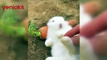 Havucu yiyip yiyip şekerleme yaptı! Sevimli tavşanın görüntüleri izlenme rekoru kırdı