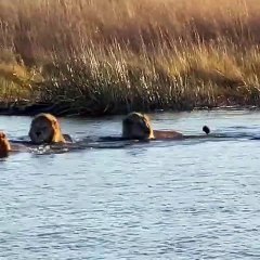Hippo Attacked on lions in the river