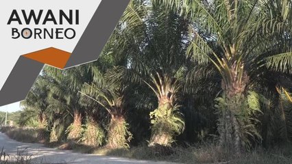 Harga Sawit | Pasaran dijangka stabil, pulih