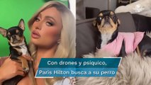 Paris Hilton buscan con drones y equipo especial a su perro chihuahua perdido