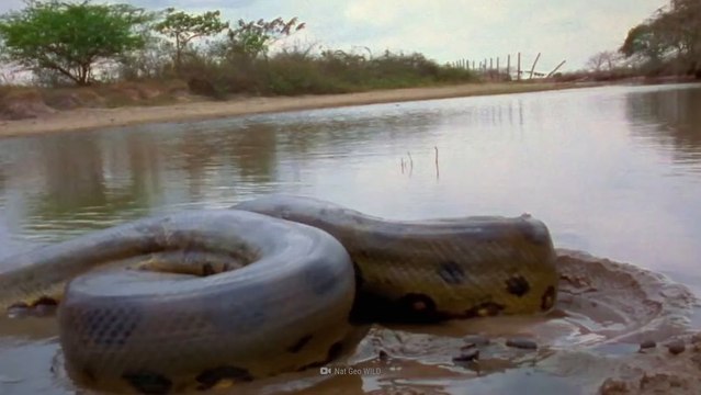 What If You Were Swallowed by an Anaconda?