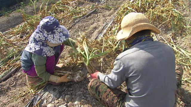 고질적 농촌 인력 부족... 농협 퇴직자들이 나선다 / YTN