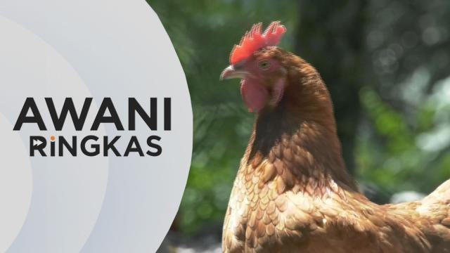 AWANI Ringkas: Kebenaran eksport semula ayam hari ini