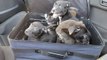 Four Puppies Found on the Side of the Road in a Zipped Suitcase Saved by 'Good Samaritans'
