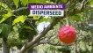 [CH] Disperseed