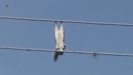 لقطات عنيفة عن حيوانات تتعرض للصعق الكهربائي _ فيديو للقلوب القوية