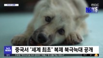 [이 시각 세계] 중국서 '세계 최초' 복제 북극늑대 공개