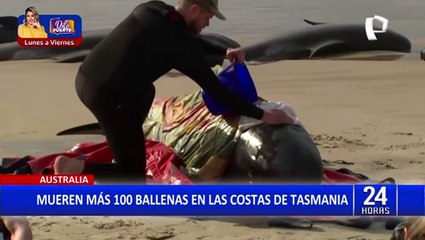 Australia: Hallan más de 200 ballenas moribundas en las costas de Tasmania