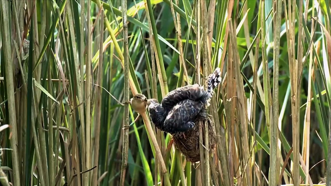 Wildes Großbritannien (2018) Staffel 1 Folge 5 HD Deutsch