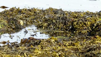 Wildes Großbritannien (2018) Staffel 1 Folge 6 HD Deutsch