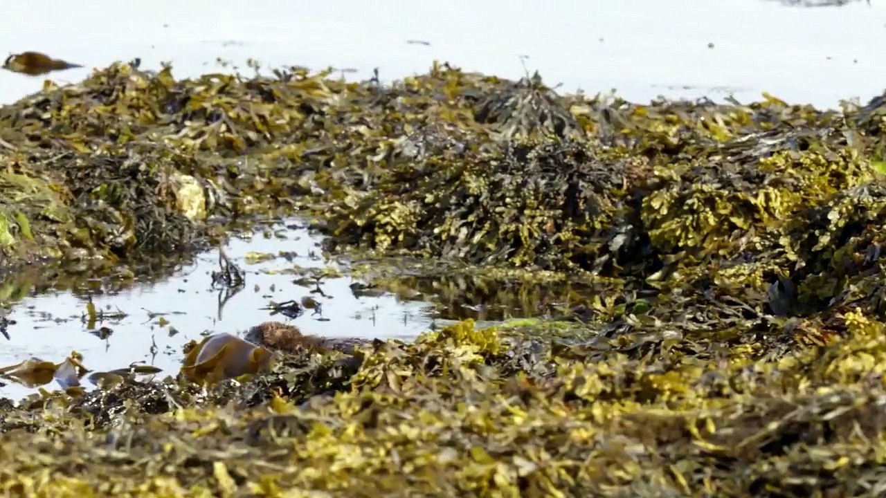 Wildes Großbritannien (2018) Staffel 1 Folge 6 HD Deutsch