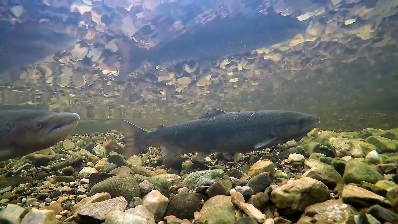 Wildes Großbritannien (2018) Staffel 1 Folge 4 HD Deutsch