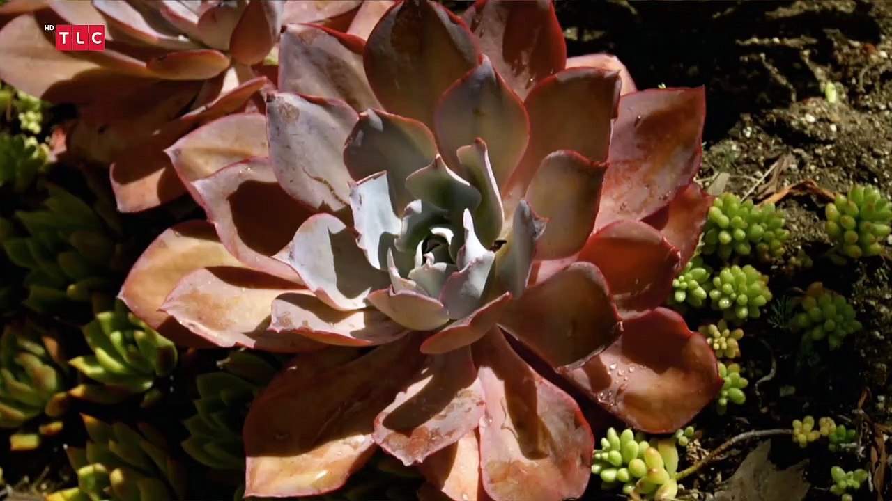 Alan, der autistische Gärtner Staffel 2 Folge 2 HD Deutsch