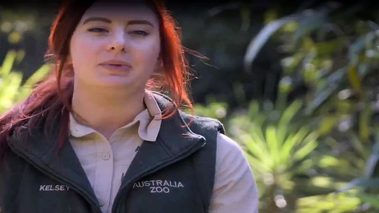 Die Irwins - Crocodile Hunter Family Staffel 1 Folge 13 HD Deutsch