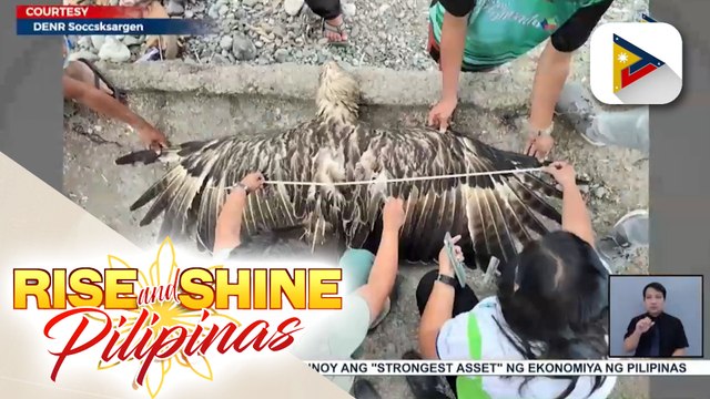 Critically endangered Philippine Eagle, natagpuang patay sa dalampasigan ng Maasim sa Sarangani
