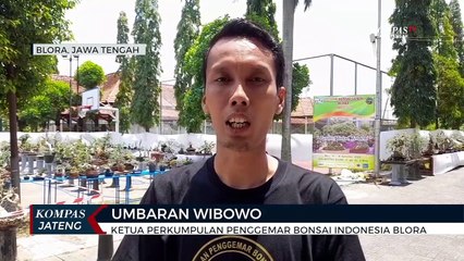 Kontes Pesona Bonsai Samin di Blora, Hadirkan Bonsai Bernilai Fantastis