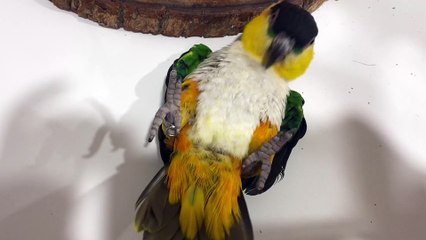 Bird Gets Some Exercise