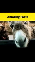 Top-3-funniest-peoples 