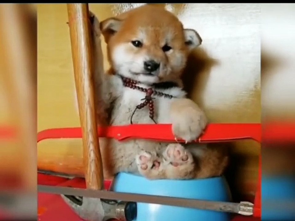 kid's masti- funny videos#17||cats and dogs having fun