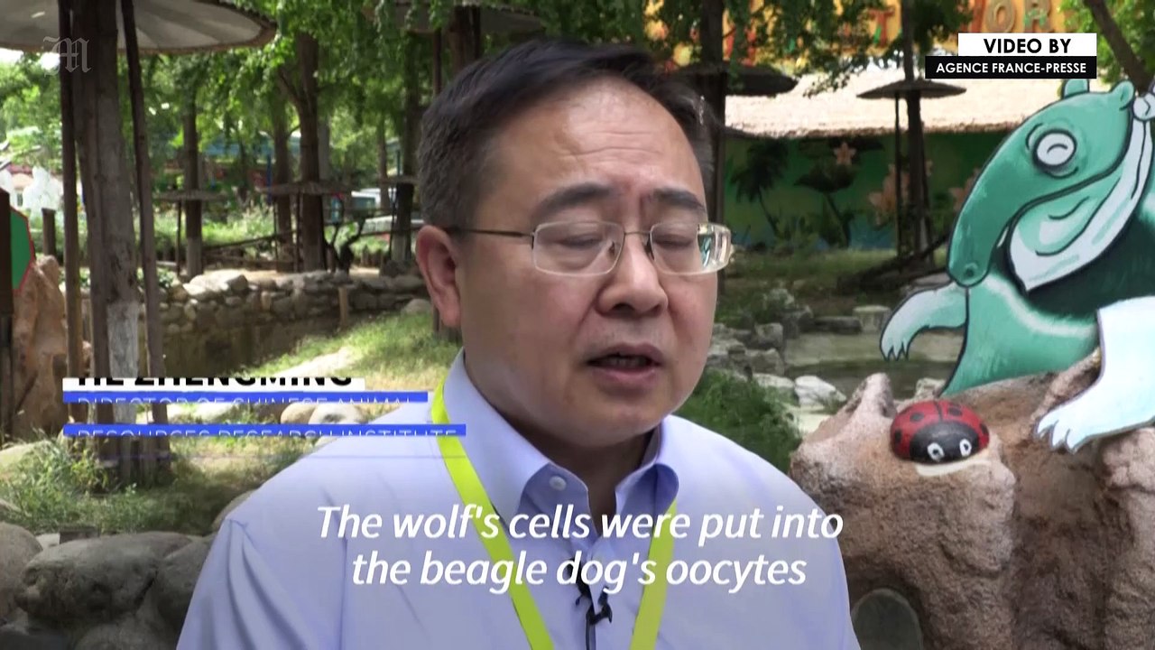 Chinese scientists create "world's first" cloned Arctic wolf