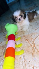 Oreo Ki Masti | Oreo Play Time