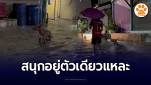 ฝนตก น้ำท่วม มันจะมีอยู่ตัวนึงที่ดูลั้นลากว่าใครเขา