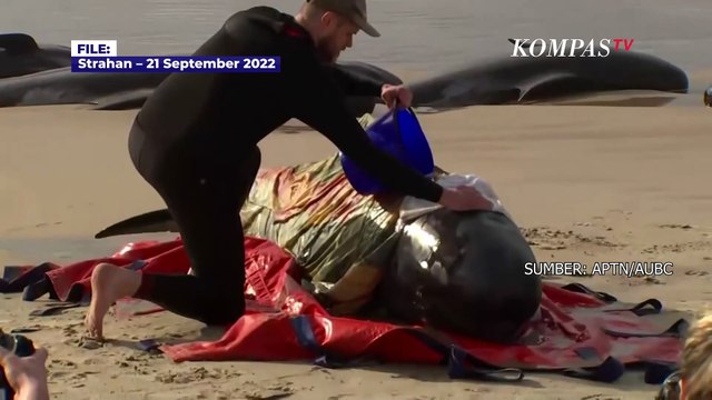 Penampakan 230 Paus Pilot Terdampar di Pantai Tasmania