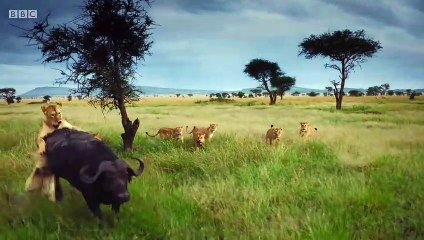 Lion pride works together to hunt buffalo  Serengeti II - BBC
