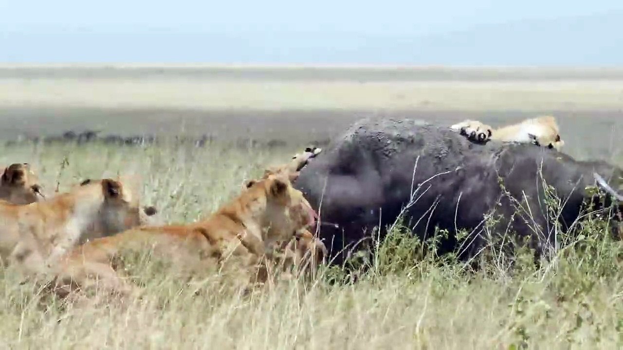 lions attack on buffalo