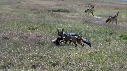 Jackals kill gazelle fawn