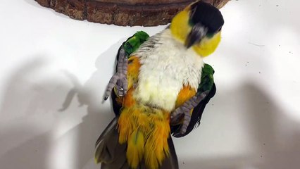 Bird Gets Some Exercise