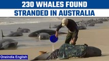 Australia: 230 pilot whales found stranded on a beach in Tasmania | Oneindia News *News